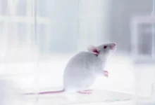 تحقیق جدید: استرس می‌تواند حافظه را مختل کند و منجر به اضطراب شود