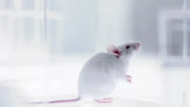 تحقیق جدید: استرس میتواند حافظه را مختل کند و منجر به اضطراب شود