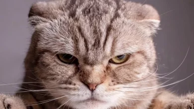 تحقیق جدید: انسانها و حیوانات با افزایش سن، از دایره اجتماعی خود فاصله میگیرند