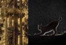 جلوههای شگفتانگیز طبیعت در آثار برندگان عکاسی حیاتوحش اروپا