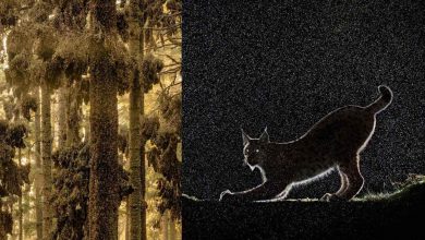 جلوههای شگفتانگیز طبیعت در آثار برندگان عکاسی حیاتوحش اروپا