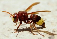 حتی الکل ۸۰ درصد نمی‌تواند زنبورهای سرخ آسیایی را از خود بی‌خود کند