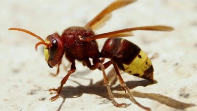 حتی الکل ۸۰ درصد نمی‌تواند زنبورهای سرخ آسیایی را از خود بی‌خود کند