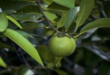 خطرناکترین درخت جهان حتی بهعنوان سرپناه در هنگام بارندگی امن نیست