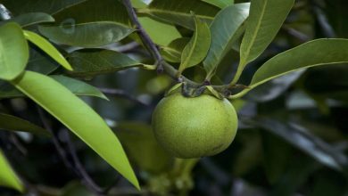 خطرناکترین درخت جهان حتی بهعنوان سرپناه در هنگام بارندگی امن نیست