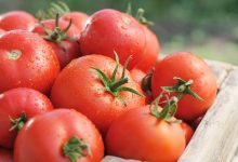 دانشمندان با ویرایش ژن کریسپر، گوجه فرنگی شیرین و بزرگ تولید کردند