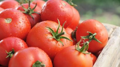 دانشمندان با ویرایش ژن کریسپر، گوجه فرنگی شیرین و بزرگ تولید کردند