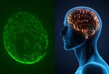 دانشمندان با پرورش سلولهای مغز در فضا به جنگ آلزایمر و پارکینسون میروند