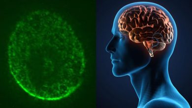 دانشمندان با پرورش سلولهای مغز در فضا به جنگ آلزایمر و پارکینسون میروند