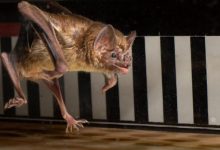 دانشمندان خفاشهای خونآشام را وادار به دویدن روی تردمیل کردند