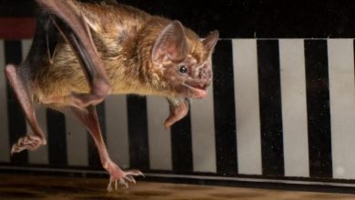 دانشمندان خفاشهای خونآشام را وادار به دویدن روی تردمیل کردند