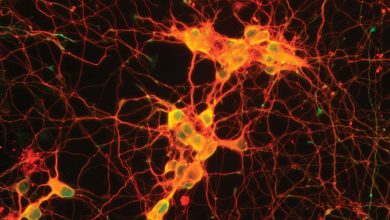 دانشمندان میگویند به غیر از مغز سلولهای دیگر بدن نیز حافظه دارند