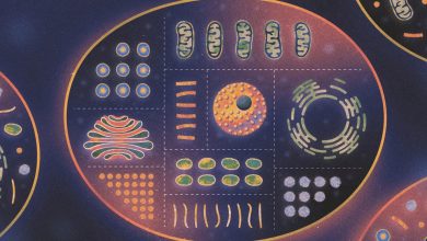 در جستجوی منشاء حیات چندسلولی؛ یوکاریوتها چگونه ظهور کردند؟