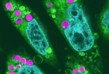 دستاورد بزرگ دانشمندان ژاپنی؛ انتقال قابلیت فتوسنتز گیاهان به سلول‌های همستر