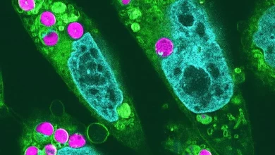 دستاورد بزرگ دانشمندان ژاپنی؛ انتقال قابلیت فتوسنتز گیاهان به سلولهای همستر