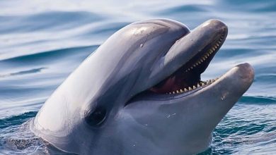 دلفین دریای بالتیک از تنهایی با خودش صحبت میکند