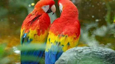راز رنگهای خیرهکننده طوطیها: چرا طوطیها رنگارنگ هستند؟