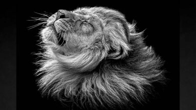 زیبایی ابدی در آینه عکاسی: برترین آثار عکاسی سیاهوسفید امسال