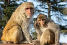 فرار 43 میمون از یک آزمایشگاه تحقیقاتی در آمریکا