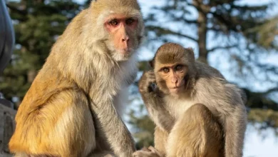 فرار 43 میمون از یک آزمایشگاه تحقیقاتی در آمریکا