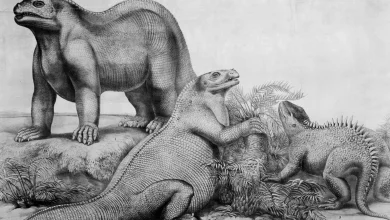 فسیلهایی که دانشمندان در مورد آنها اشتباه میکردند