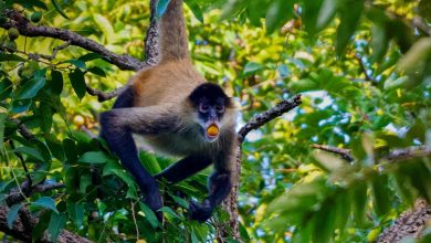 مصرف الکل در حیوانات رایجتر از حد تصور قبل است