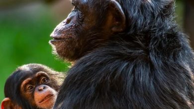 مغز بزرگ ممکن است عامل زایمان دشوار در انسانها نباشد