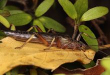 مگس‌های سنگ در واکنش به تخریب زیستگاهشان به دست انسان، تغییر رنگ داده‌اند