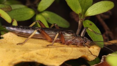 مگسهای سنگ در واکنش به تخریب زیستگاهشان به دست انسان، تغییر رنگ دادهاند
