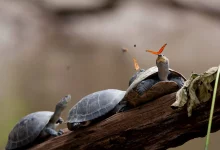 وقتی پروانهها از اشک لاکپشتها مینوشند