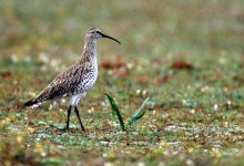 پایان تلخ گیلانشاه خالدار؛ اولین انقراض رسمی یک پرنده بومی اوراسیا و شمال آفریقا تایید شد