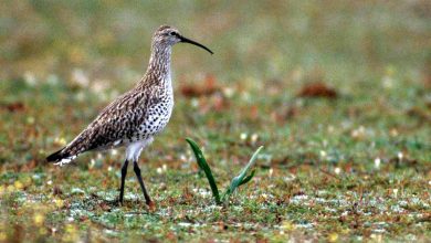 پایان تلخ گیلانشاه خالدار؛ اولین انقراض رسمی یک پرنده بومی اوراسیا و شمال آفریقا تایید شد