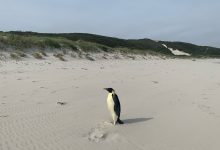 پنگوئن امپراتور سههزار کیلومتر دورتر از خانه خود از استرالیا سردرآورد