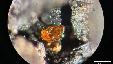 پژوهشگران شواهدی از وجود جنگل بارانی باستانی در جنوبگان کشف کردند