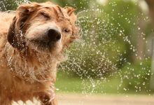 چرا حیوانات پشمالو برای خشک‌شدن بدن خود را تکان می‌دهند؟