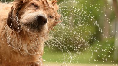 چرا حیوانات پشمالو برای خشکشدن بدن خود را تکان میدهند؟