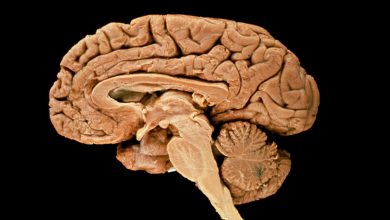 چگونه نورونهای ما با استرس ناشی از مغز بزرگ کنار میآیند؟