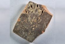 کشف ردپای ۱۲۰۰ ساله گربه بر کوزه گلی؛ قدیمیترین اثر از بیسکویت درستکردن گربهها