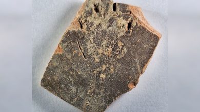 کشف ردپای ۱۲۰۰ ساله گربه بر کوزه گلی؛ قدیمیترین اثر از بیسکویت درستکردن گربهها