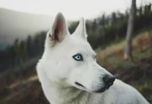 کشف عجیب محققان: سگ‌های باهوش‌تر مغز کوچک‌تری دارند