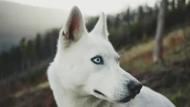 کشف عجیب محققان: سگهای باهوشتر مغز کوچکتری دارند