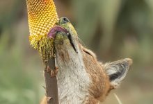 گرگهای اتیوپی ممکن است به اولین گردهافشانهای گوشتخوار تبدیل شده باشند