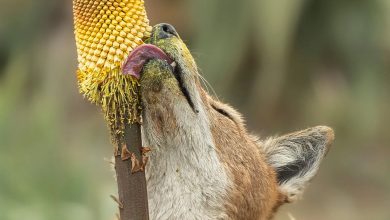 گرگهای اتیوپی ممکن است به اولین گردهافشانهای گوشتخوار تبدیل شده باشند