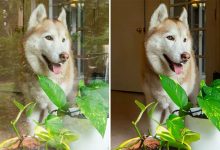 ابزار جدید فتوشاپ، انعکاس پنجره را از عکسها حذف میکند