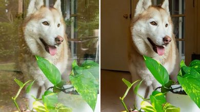 ابزار جدید فتوشاپ، انعکاس پنجره را از عکسها حذف میکند