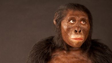 اجداد انسان از چه زمانی استفاده از ابزار را آغاز کردند؟