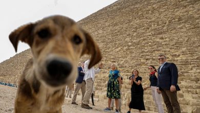 از آنوبیس تا آپولو؛ ماجرای ویدئوی پربازدید سگ ولگردی که از هرم خفرع بالا رفته بود