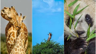 از دل جنگل تا پناهگاه: لطیفترین تصاویر حیات وحش