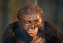 انسانها قهرمان دو استقامت هستند؛ اما لوسی نمیتوانست به پای ما برسد