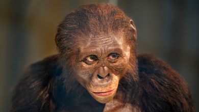 انسانها قهرمان دو استقامت هستند؛ اما لوسی نمیتوانست به پای ما برسد